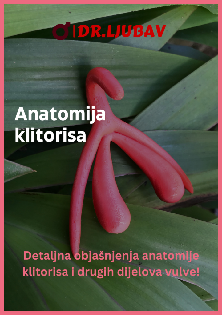 Anatomija Klitorisa Pdf Dokument Dr Ljubav